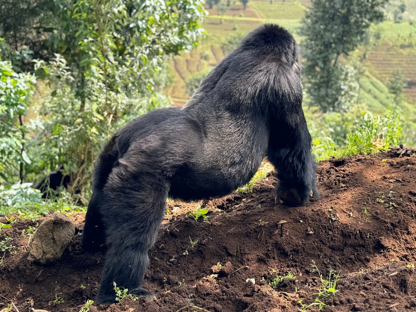 Rwanda Gorilla Safaris